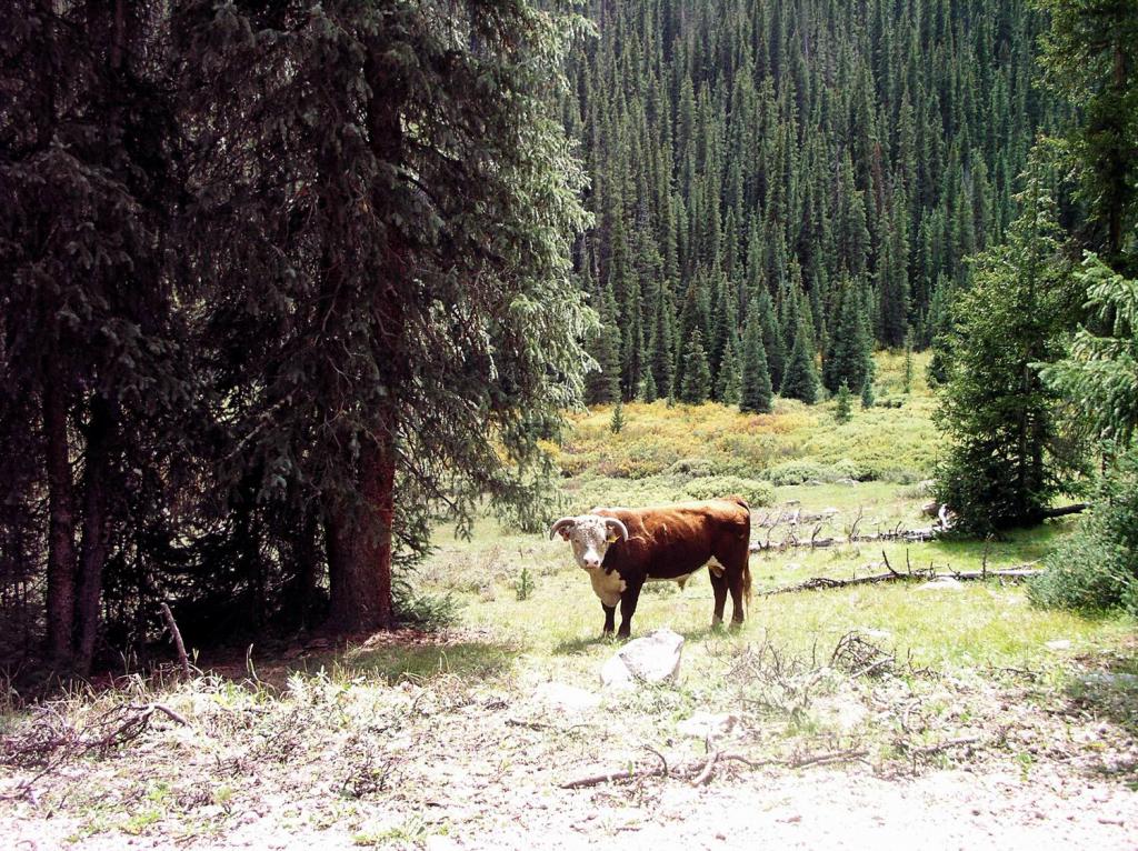 Free Range Cattle