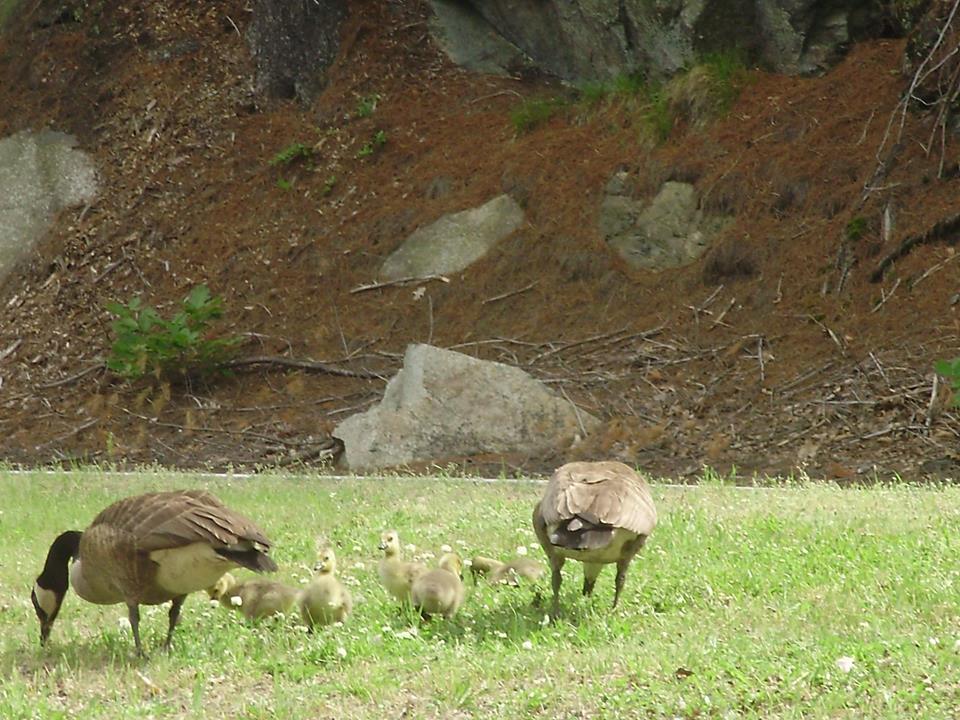 geese and goslings highway