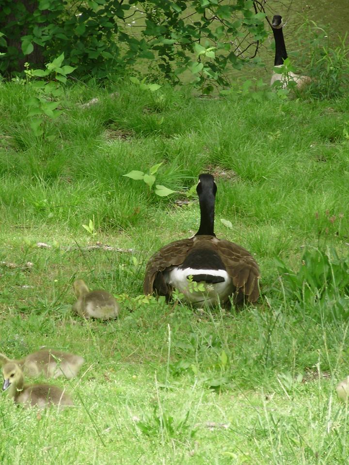 geese and goslings hind