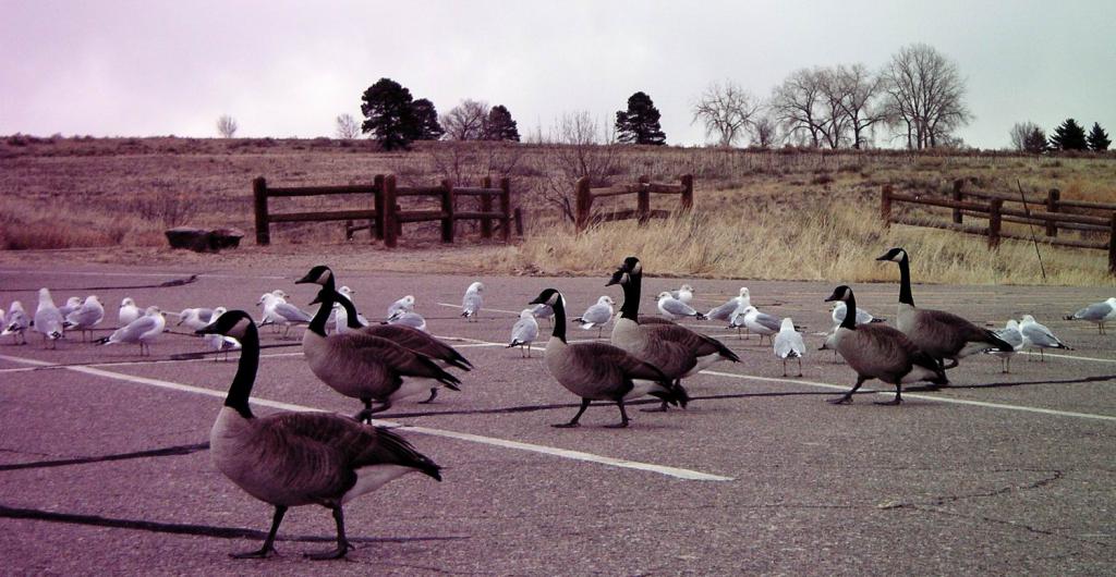 Geese and Seagulls