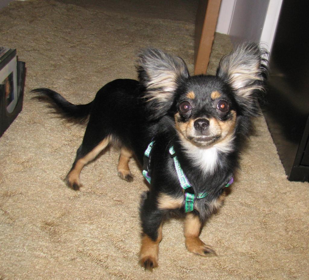 Gidget 5 months
