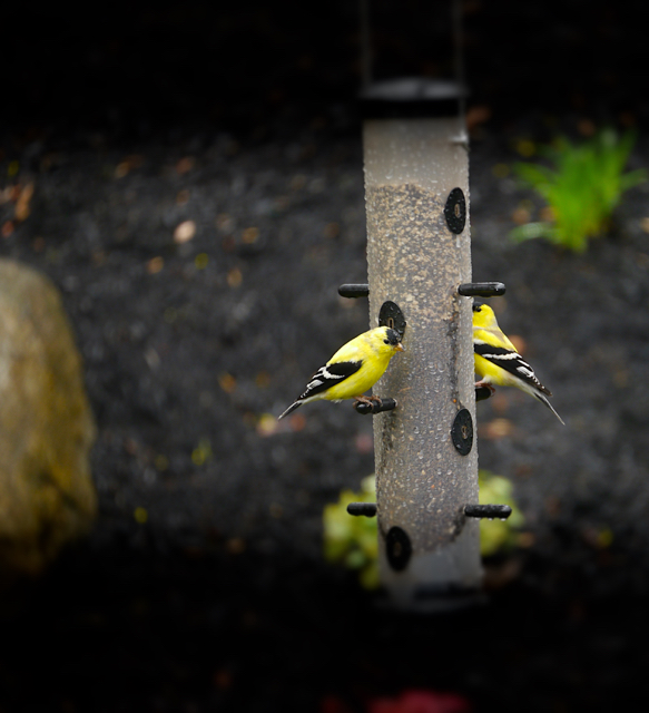 Gold Finches