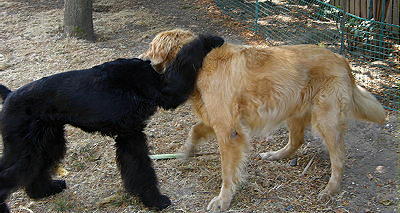 Golden AJ and the monkey/schnauzer dawg