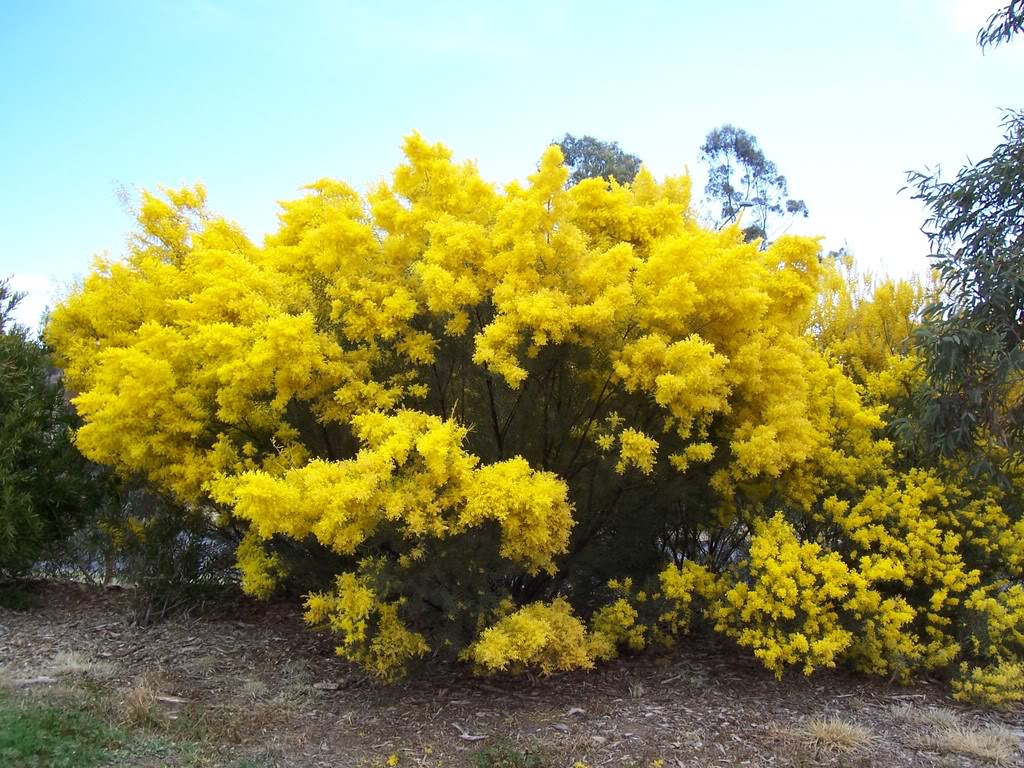 Golden Wattle tree .