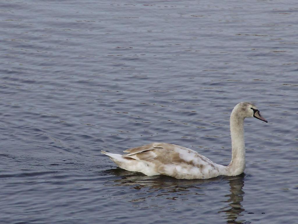 gray mute swan swimming