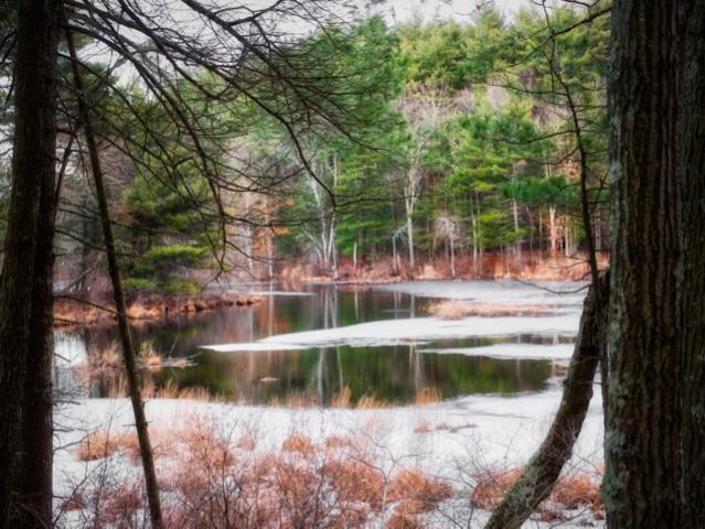 Great Brook Farm Aurora Pond Through Trees