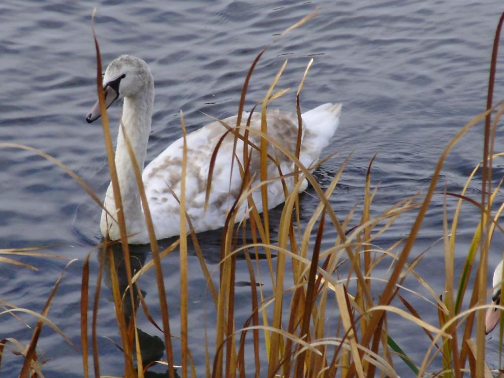 grey mute swan