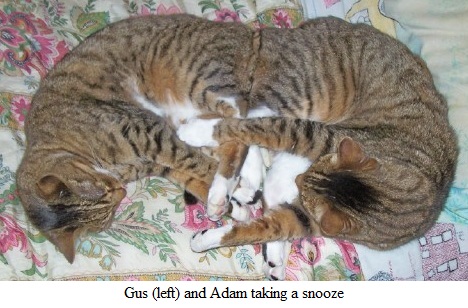 Gus & Adam napping1.jpg