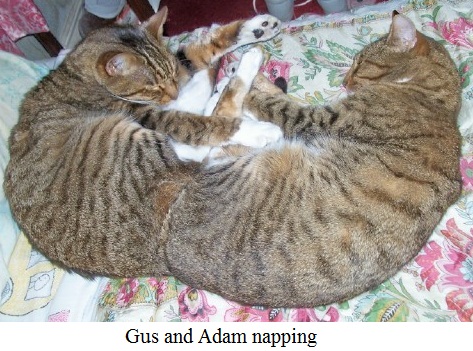 Gus & Adam napping2.jpg