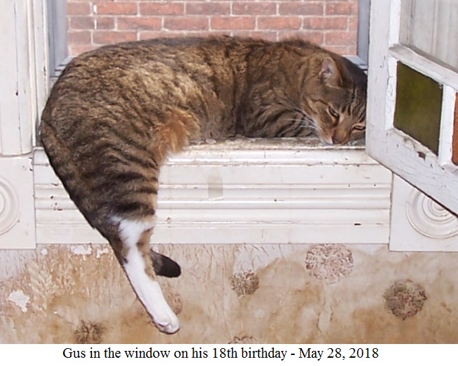 Gus in window.jpg
