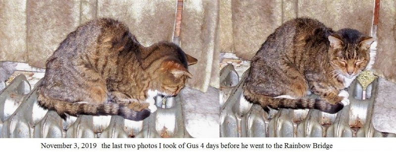 Gus nov 3 19a.jpg