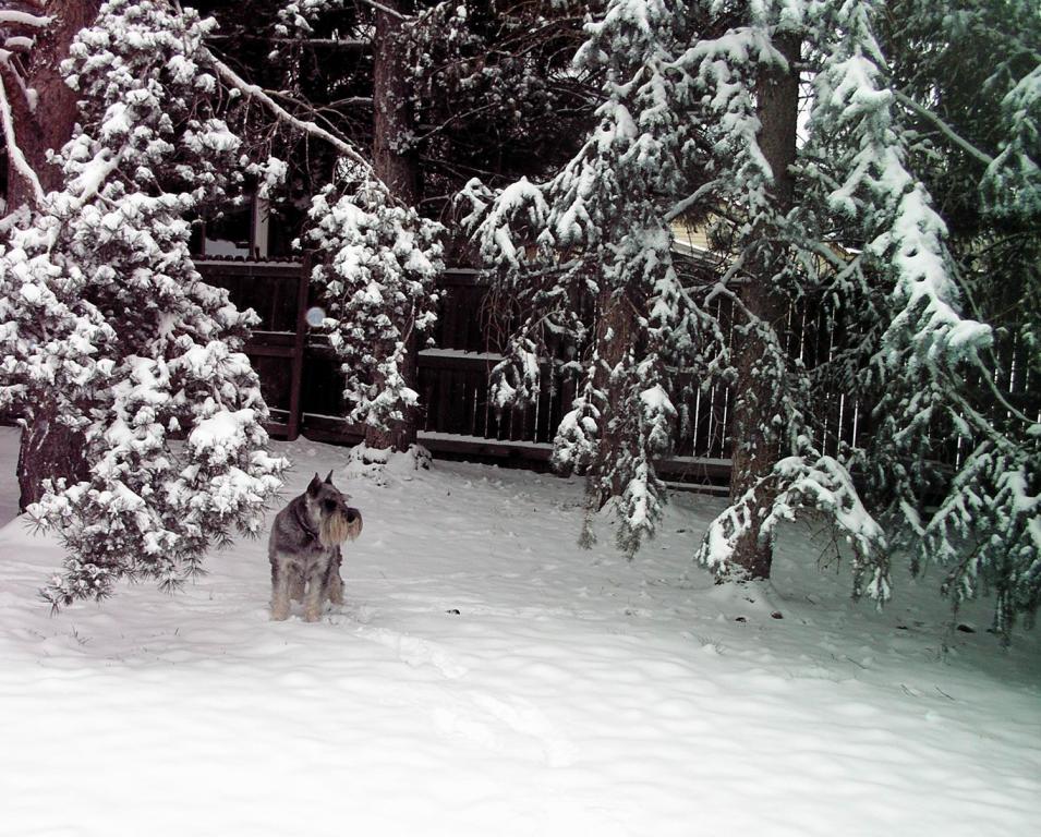 Hans in Snow