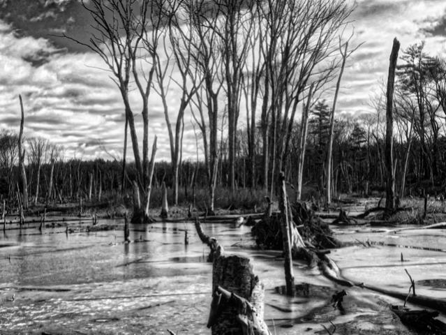 Harold Parker Aurora 9