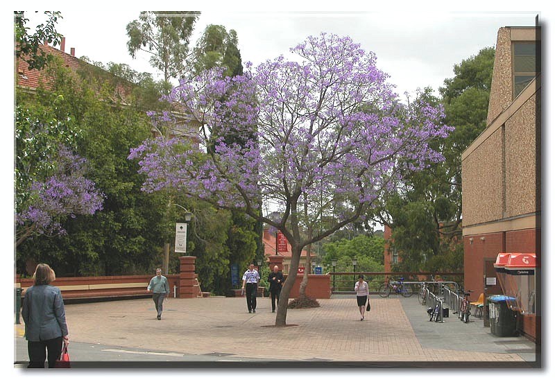 Jacaranda at Adelaide Uni