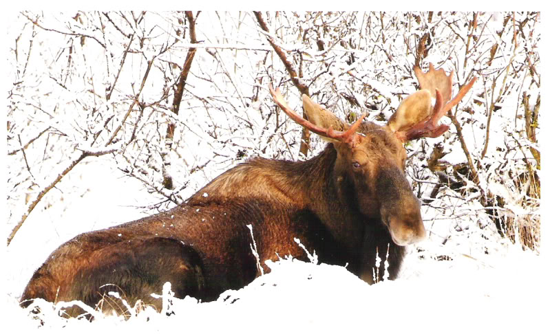 Januarymoose