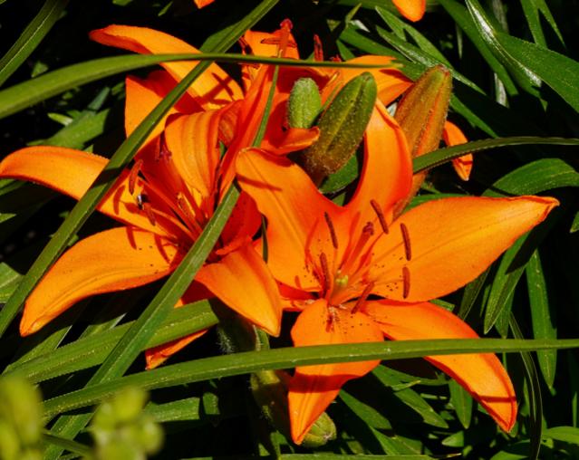 Lilies in bloom, 2016