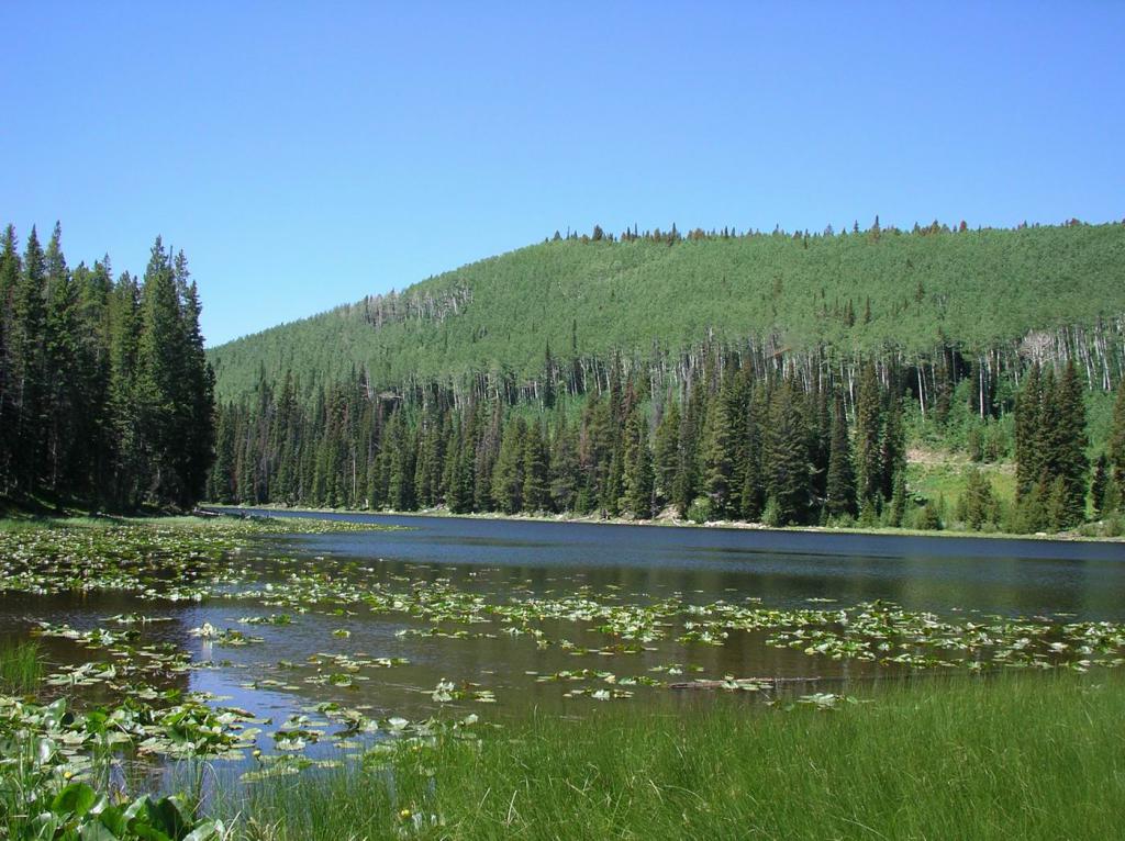 Lily pads