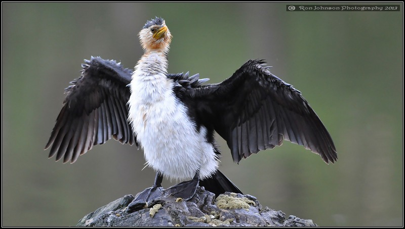 LittlePied Cormorant 2