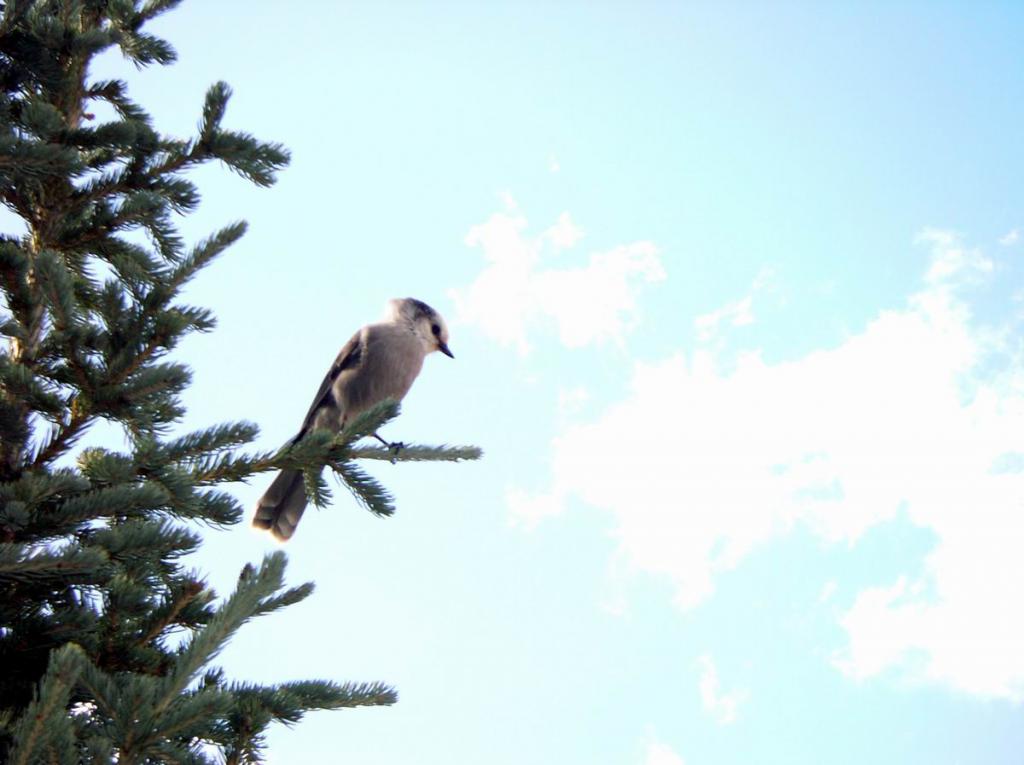 Loggerhead Shrike