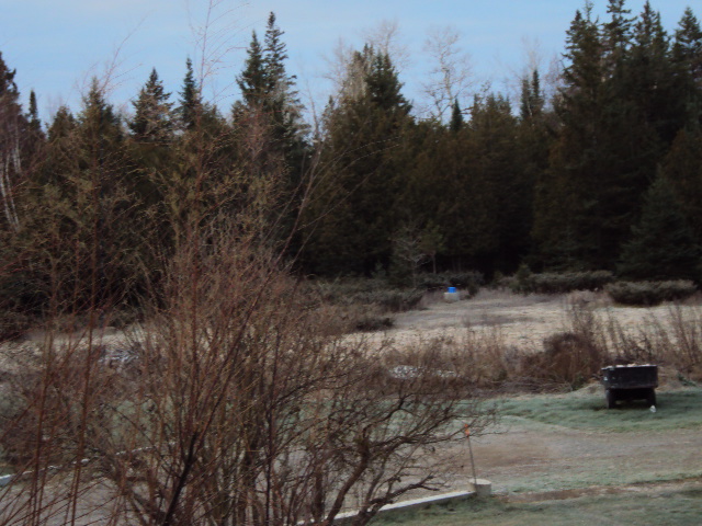 Looking towards our woods
