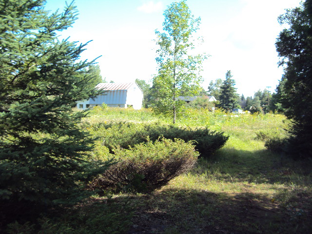 Looking up from Our woods to the house