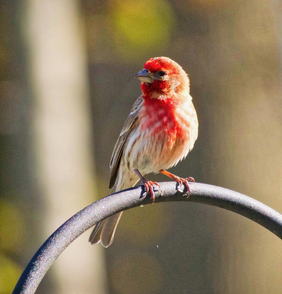 Male Finch
