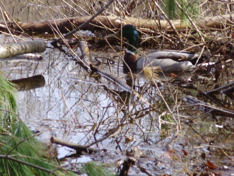 mallard 2.JPG