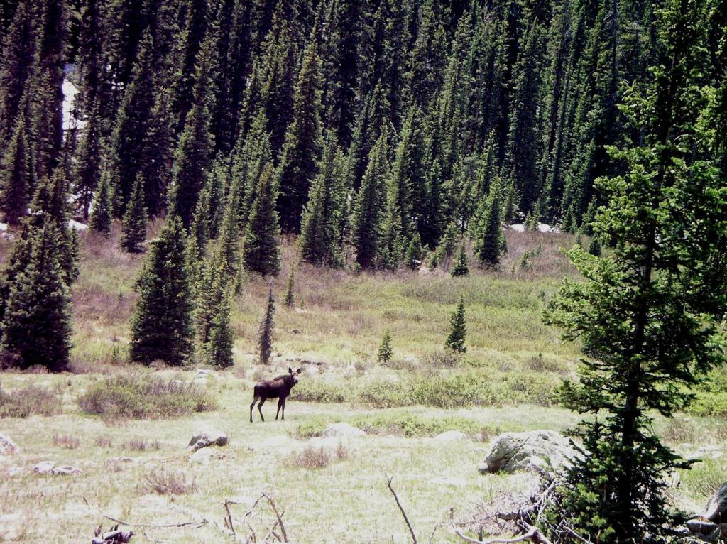 Moose