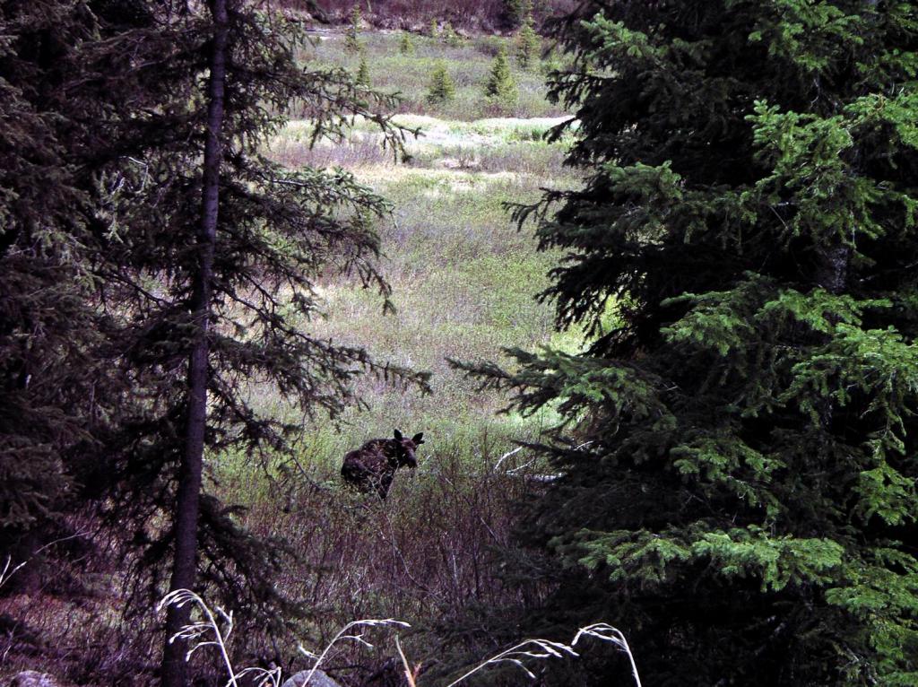 Moose