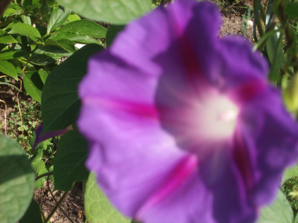Morning Glorhttp://www.seniorforums.com/album.php?albumid=209&amp;attachmentid=12842y (3)