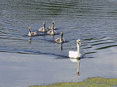 mother swan and 5 babies