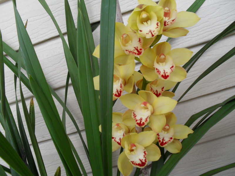 My cymbidiam orchid first time its flowered