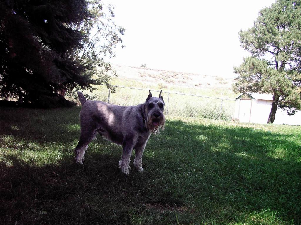 My Schnauzer