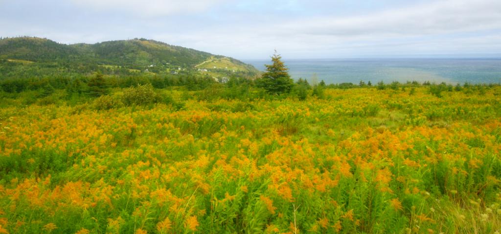 Nova Scotia field.