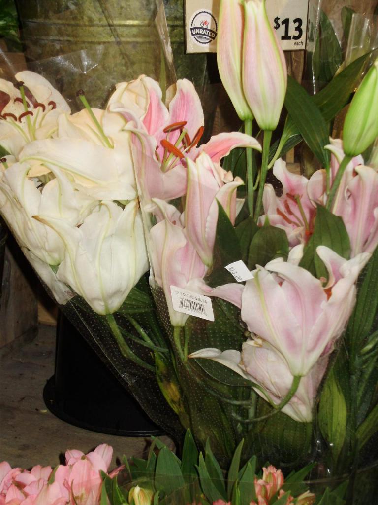 oriental lilies