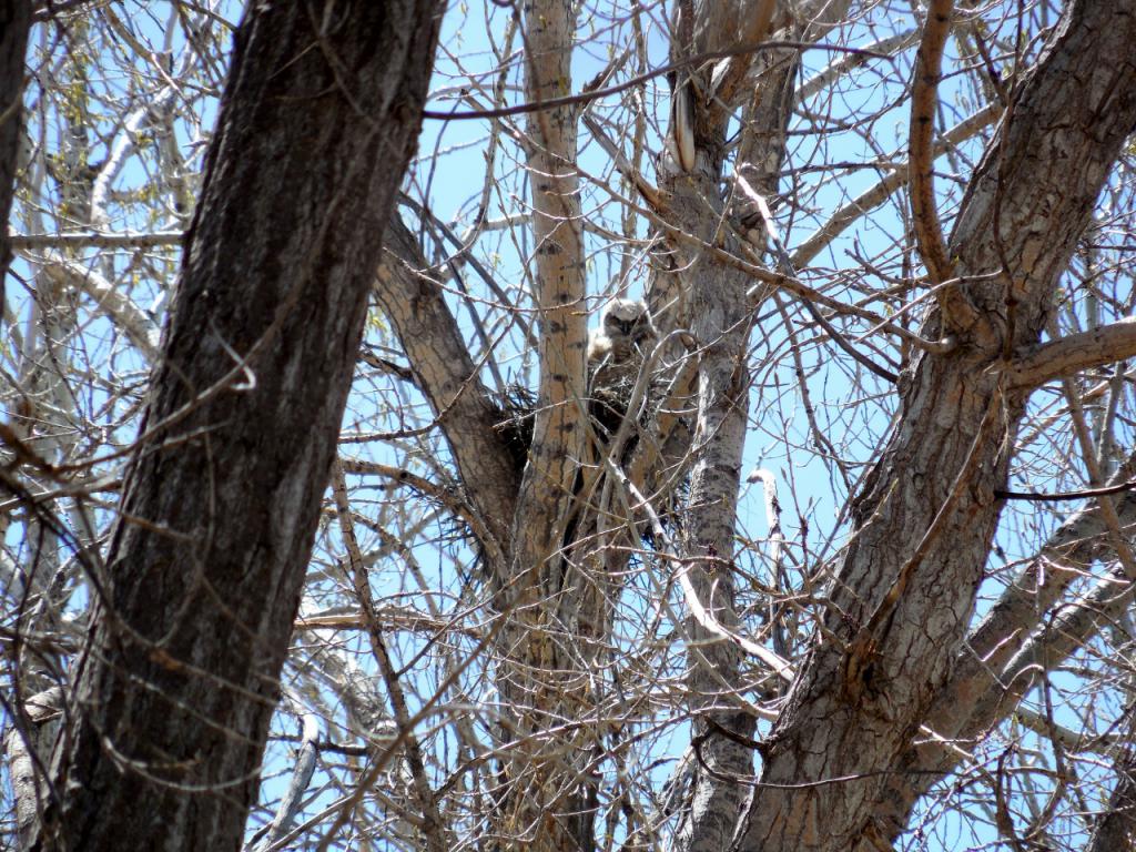 Owl in Nest