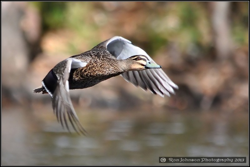 Pacific Black Duck