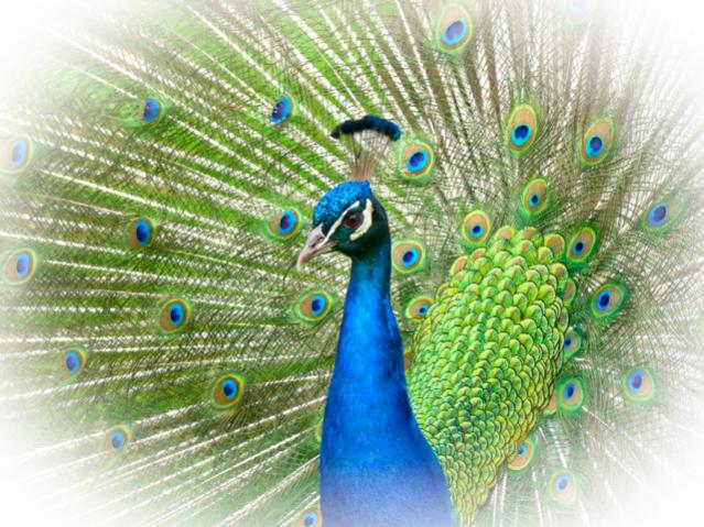 Peacock