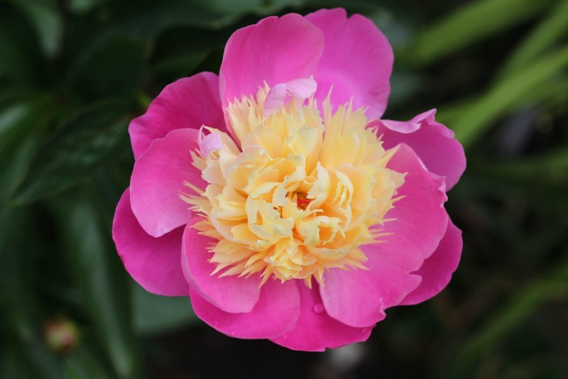 Peony_09-06-2022_0003.JPG