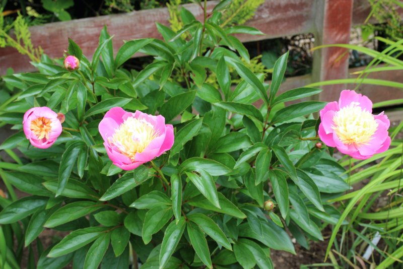 Peony_09-06-2022_0007.JPG