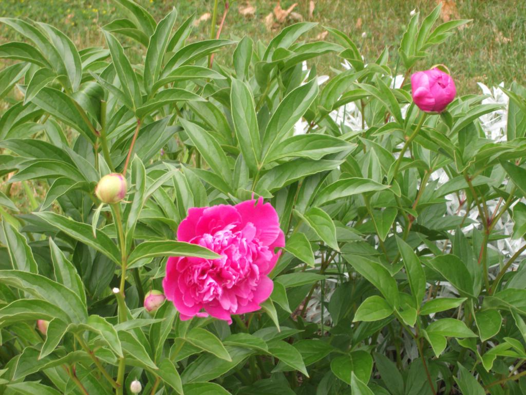 Peonyhttp://www.seniorforums.com/album.php?albumid=209&amp;attachmentid=12843