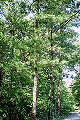 pine trees