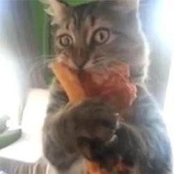 pizza cat