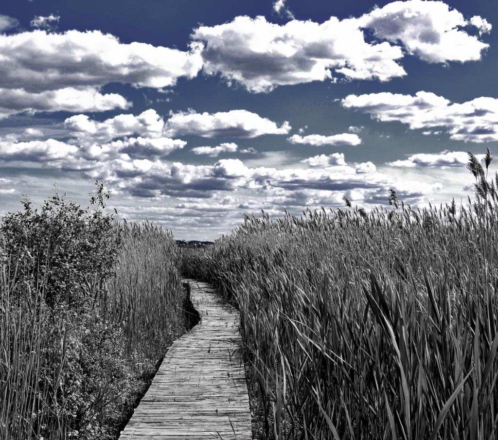 Plum Island