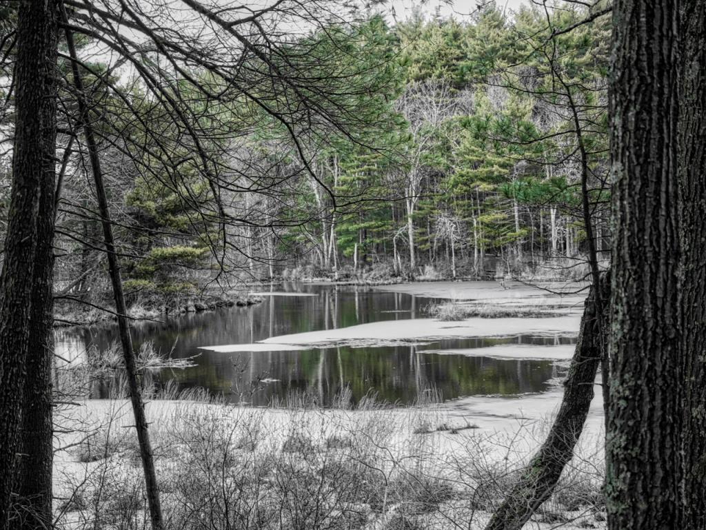 Pond Through the Trees 2