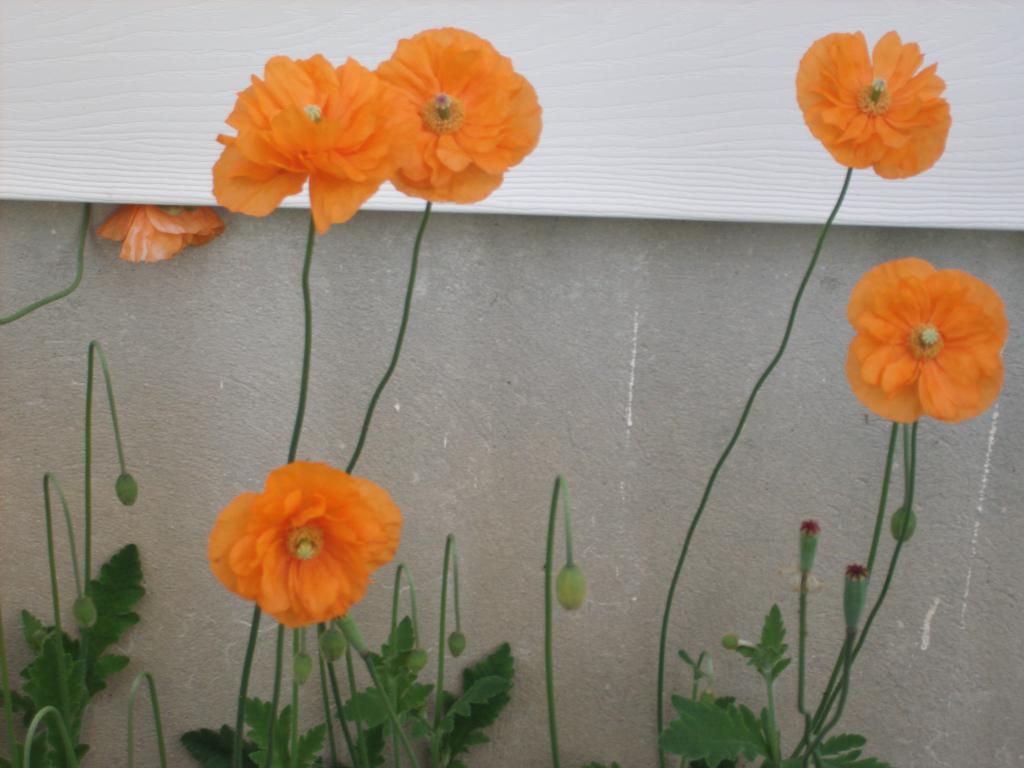 Poppieshttp://www.seniorforums.com/album.php?albumid=209&amp;attachmentid=12845