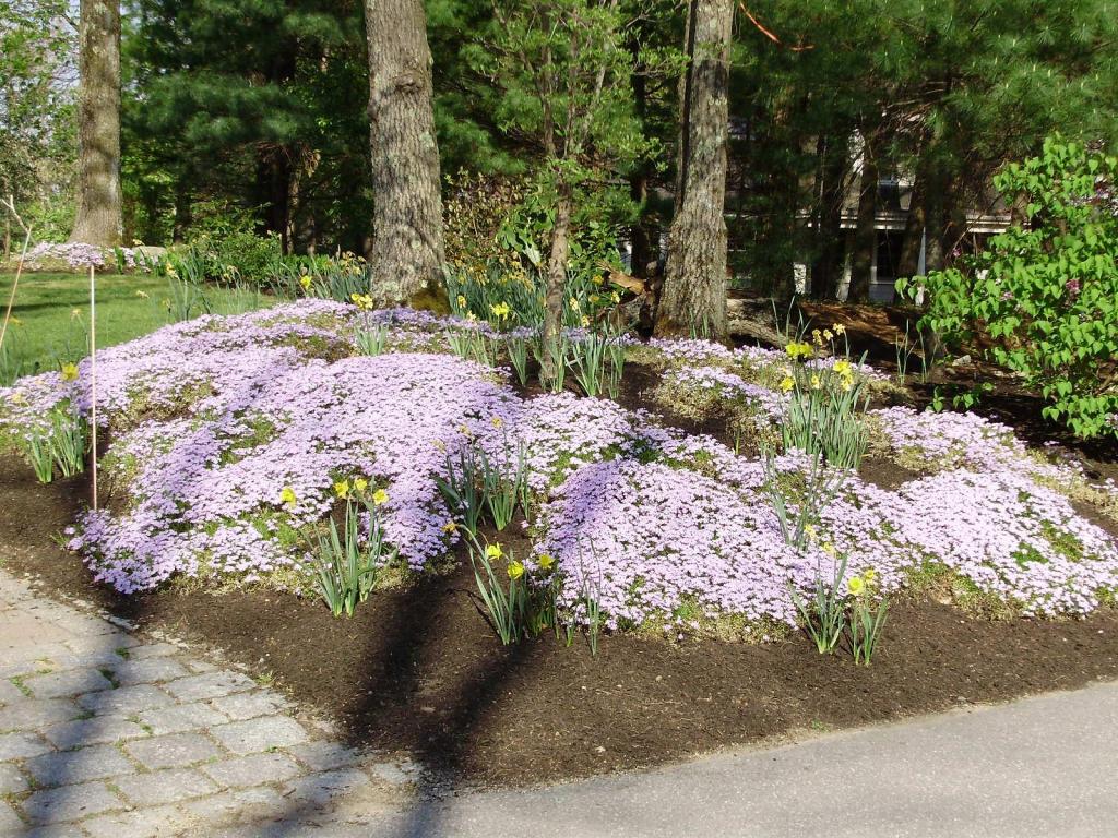 purple blossoms