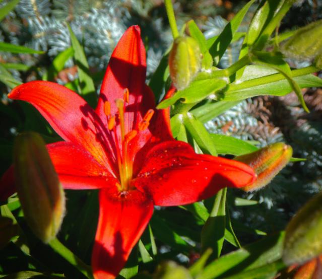 Red Lily