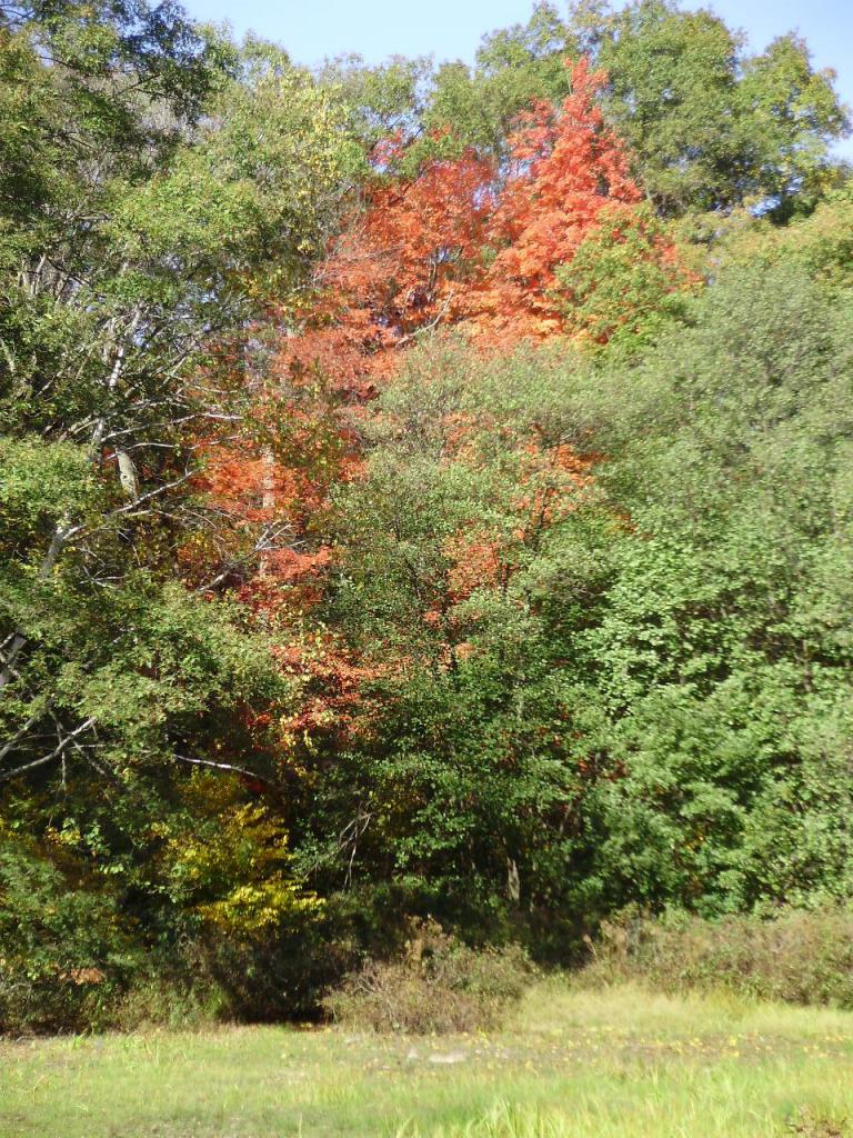 red tree in early autumn