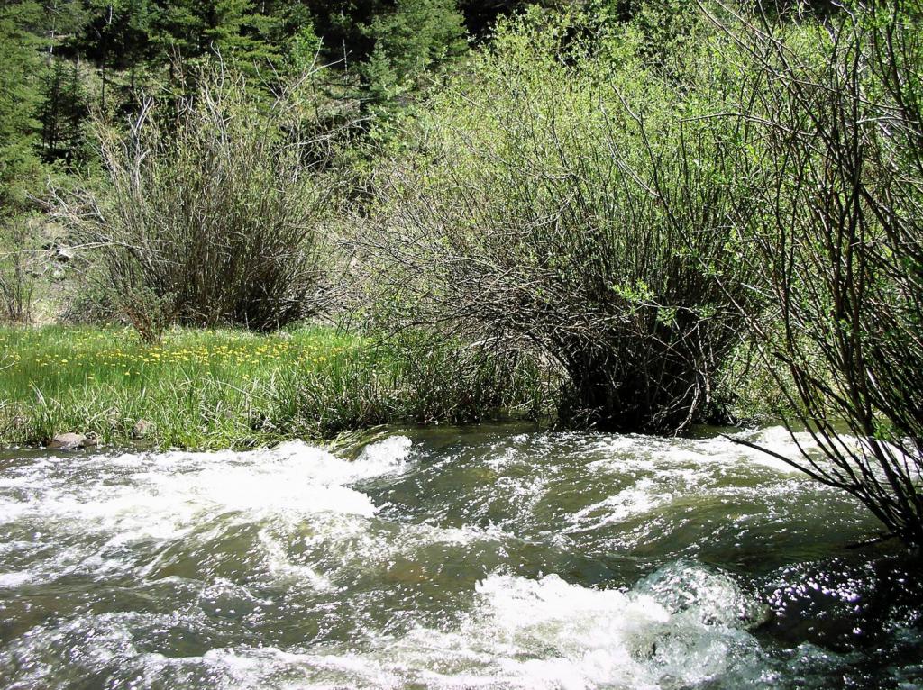 River with Willows
